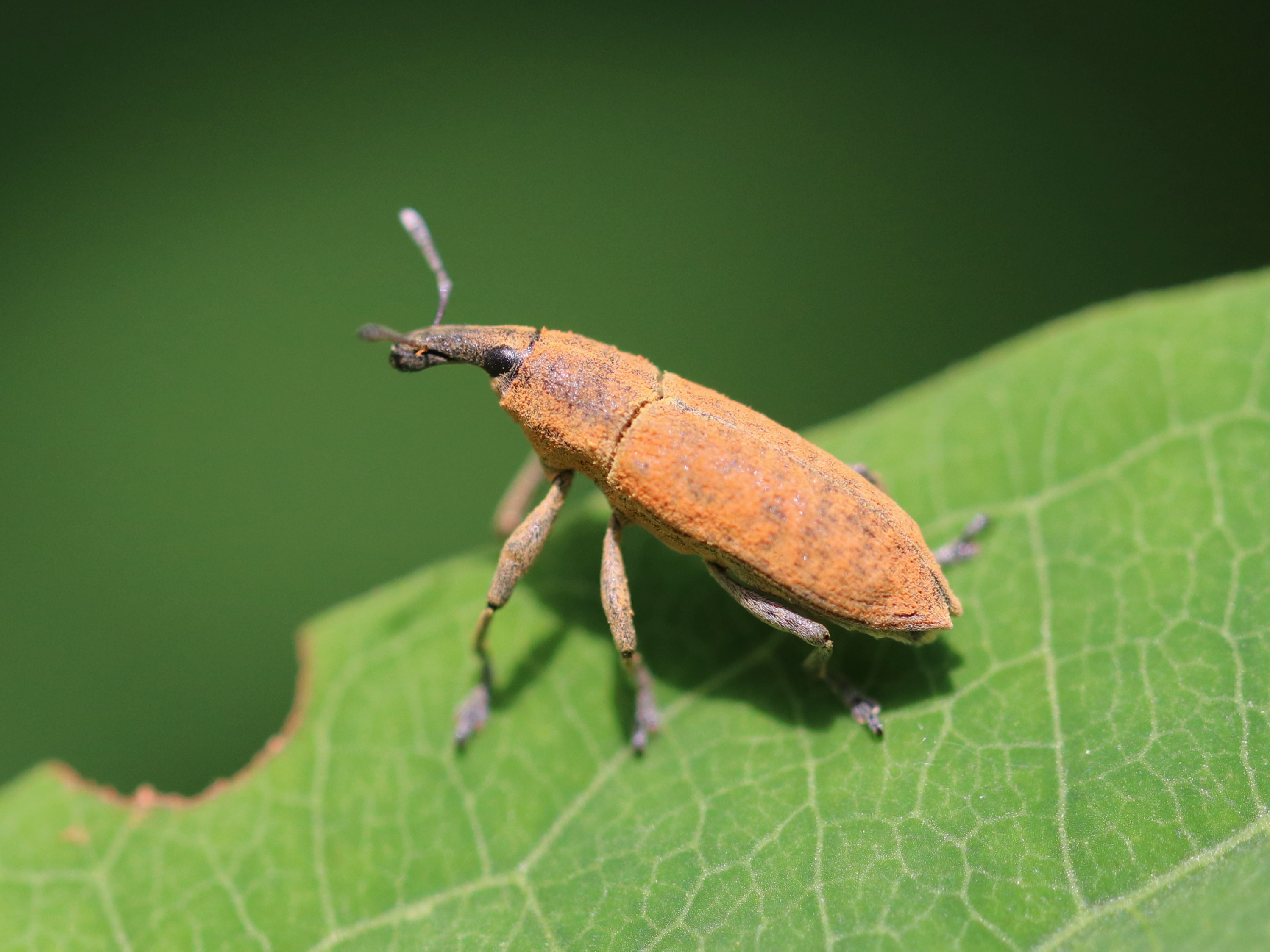 葉上のカツオゾウムシ6